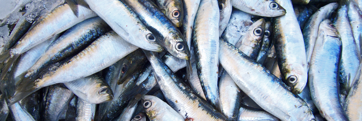 pescaderias-la-carihuela-sardinas