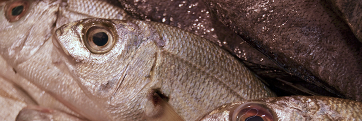 pescados-la-carihuela-besugo2