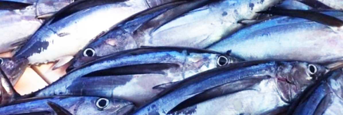 pescados-la-carihuela-bonito
