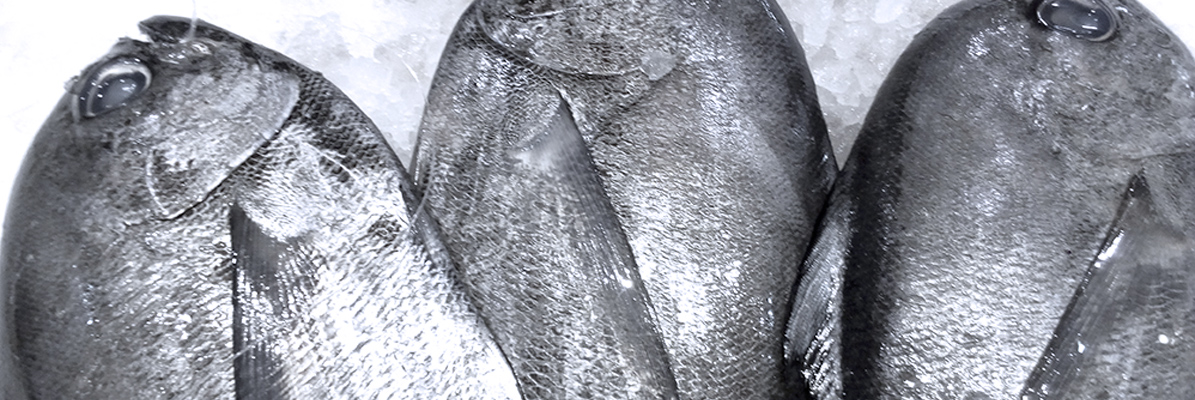 pescados-la-carihuela-japuta